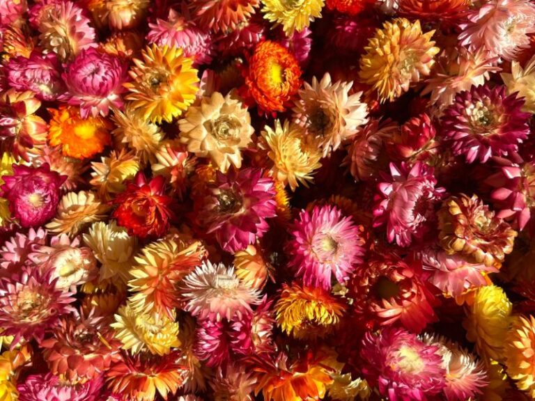 Fleurs immortelles séchées pour funérailles ou décoration